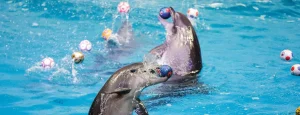Dolphin & Seal Show Dubai Dolphinarium